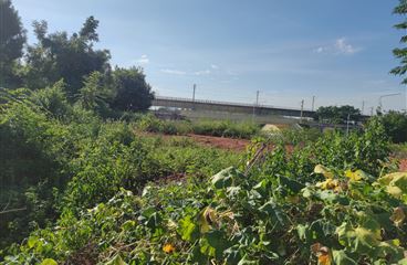 《和江路（和合路-江湾路）（龙岗商务区33号路）水土保持方案报告书》顺利通过技术评审